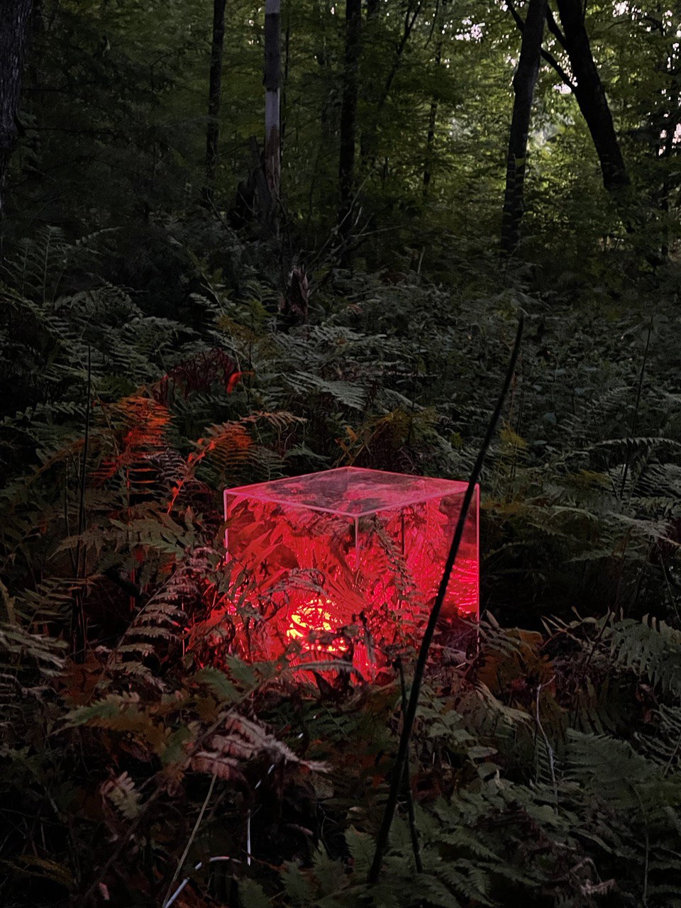 a cube of red-light interacting with understory plants in a forest